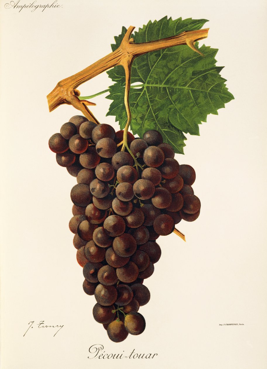 Pecoui-touar da Jules Troncy