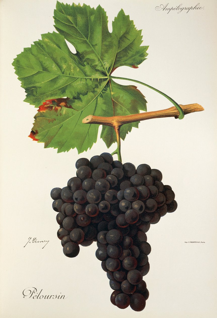 Peloursin da Jules Troncy