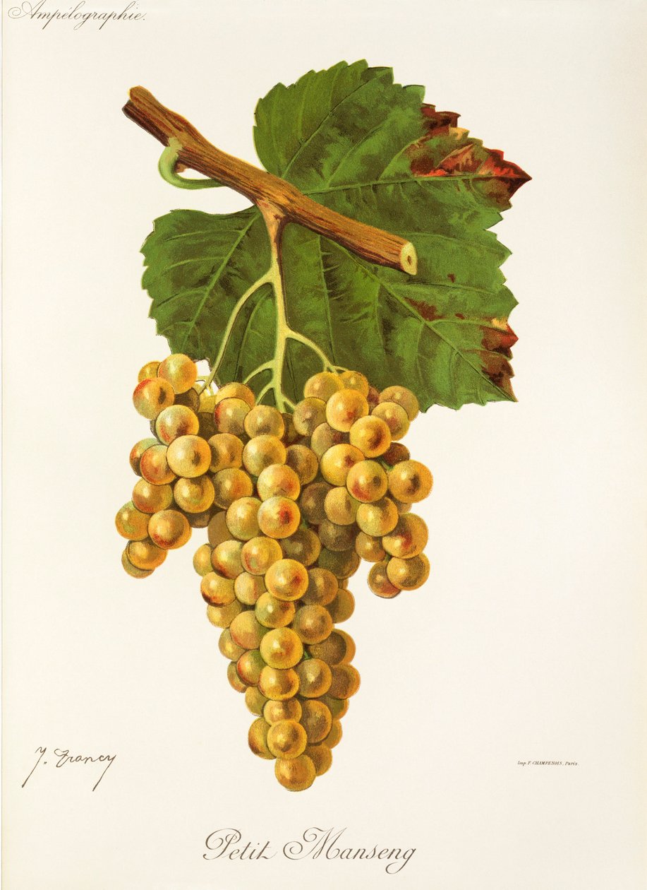 Uva Petit Manseng da Jules Troncy