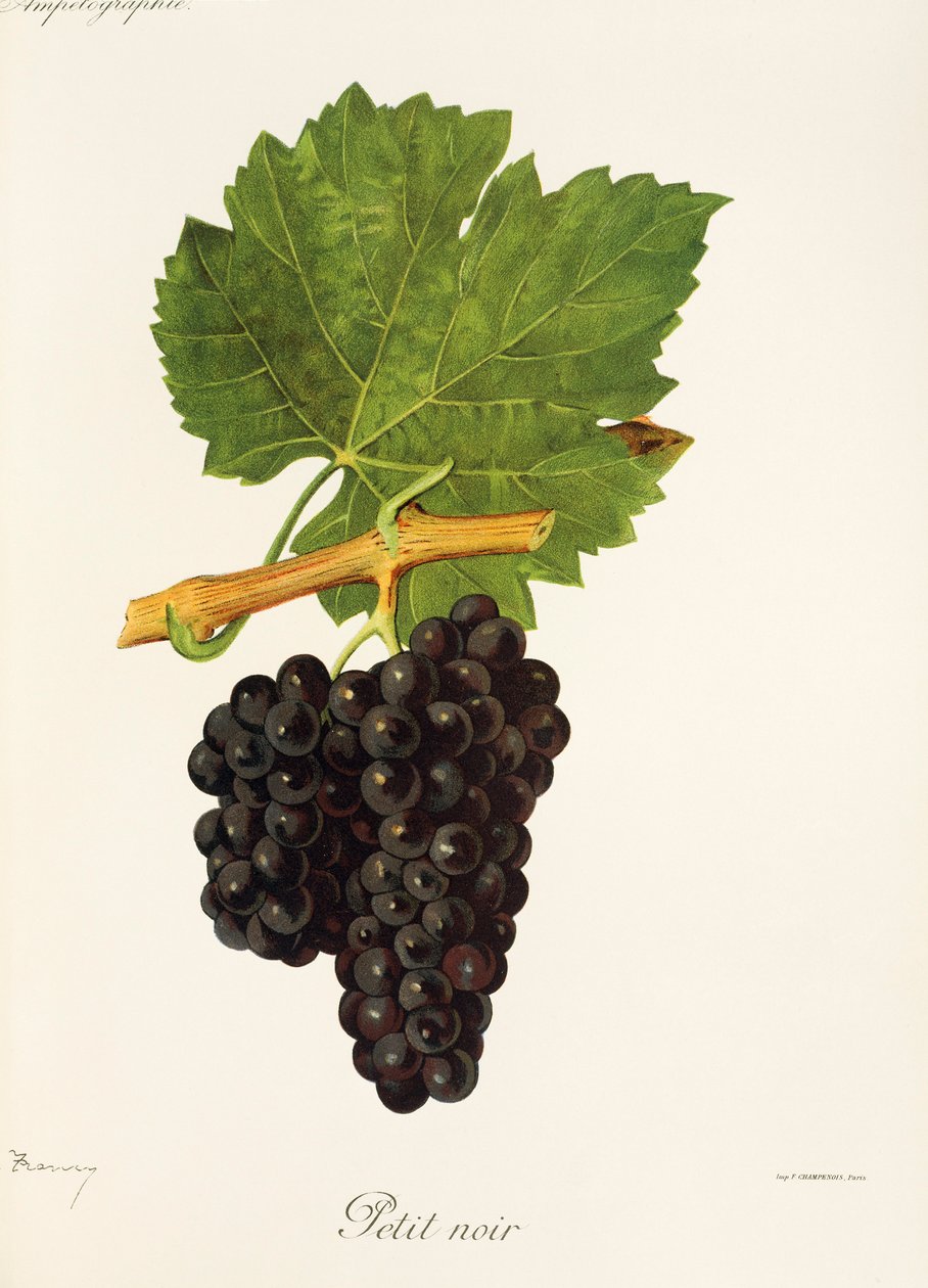 Uva Petit Noir di J. Troncy da Jules Troncy