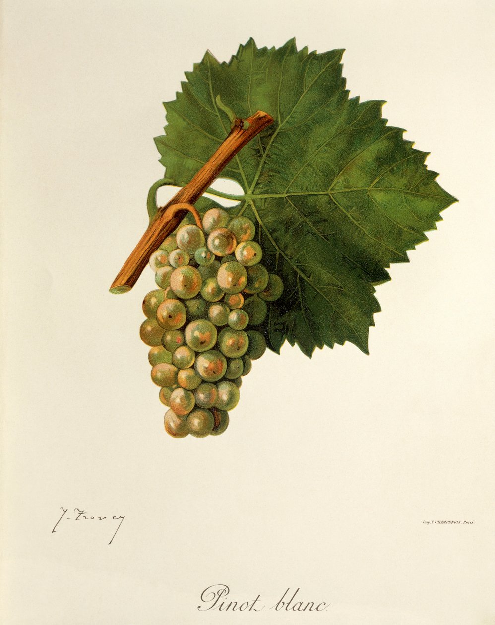 Uva Pinot Blanc da Jules Troncy