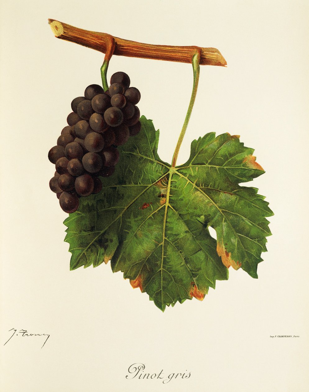 Uva Pinot Grigio da Jules Troncy