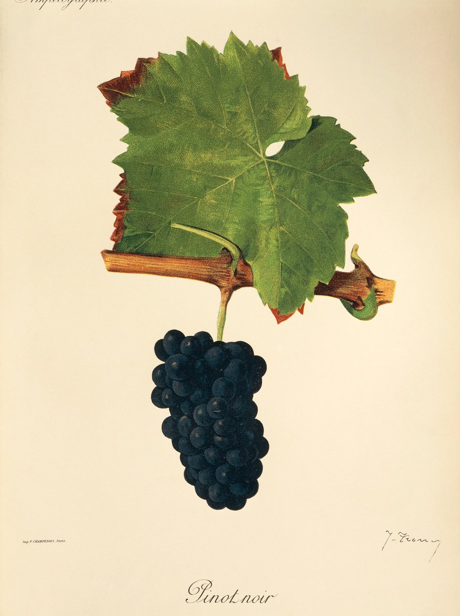 Uva Pinot Noir da Jules Troncy