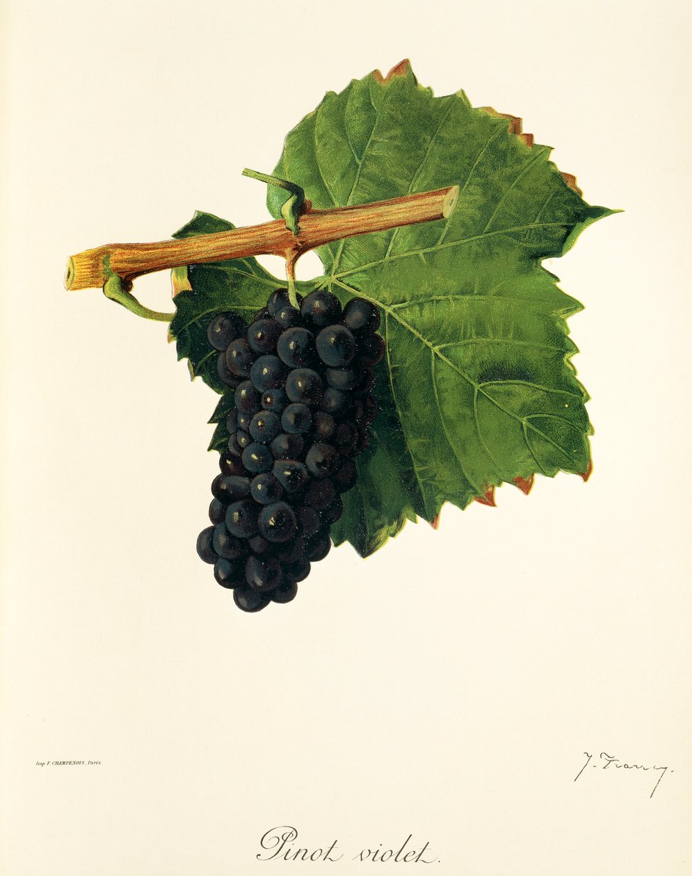 Uva Pinot Violet da Jules Troncy
