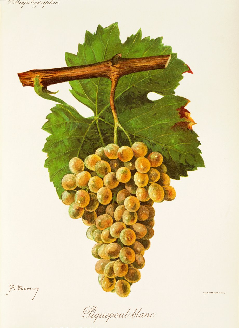 Uva Piquepoul Blanc di J. Troncy da Jules Troncy
