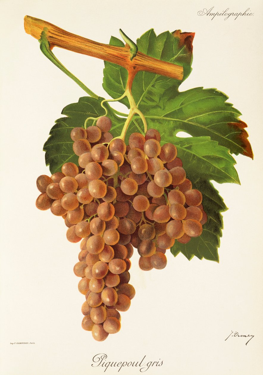 Uva Piquepoul Gris da Jules Troncy