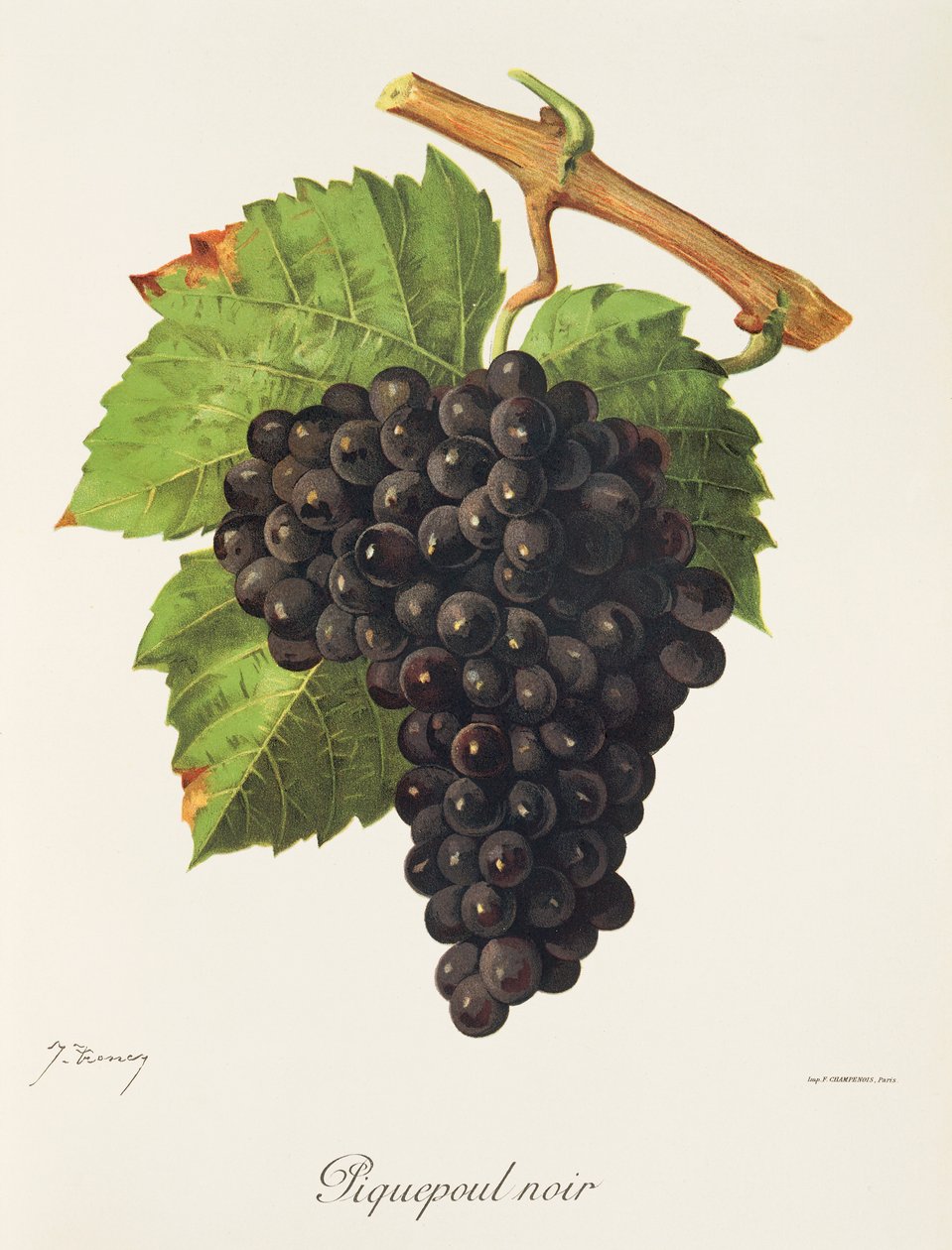 Uva Piquepoul Noir da Jules Troncy