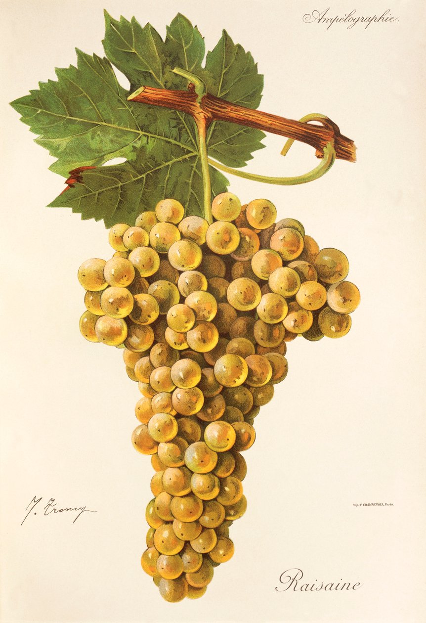 Uva Raisaine da Jules Troncy