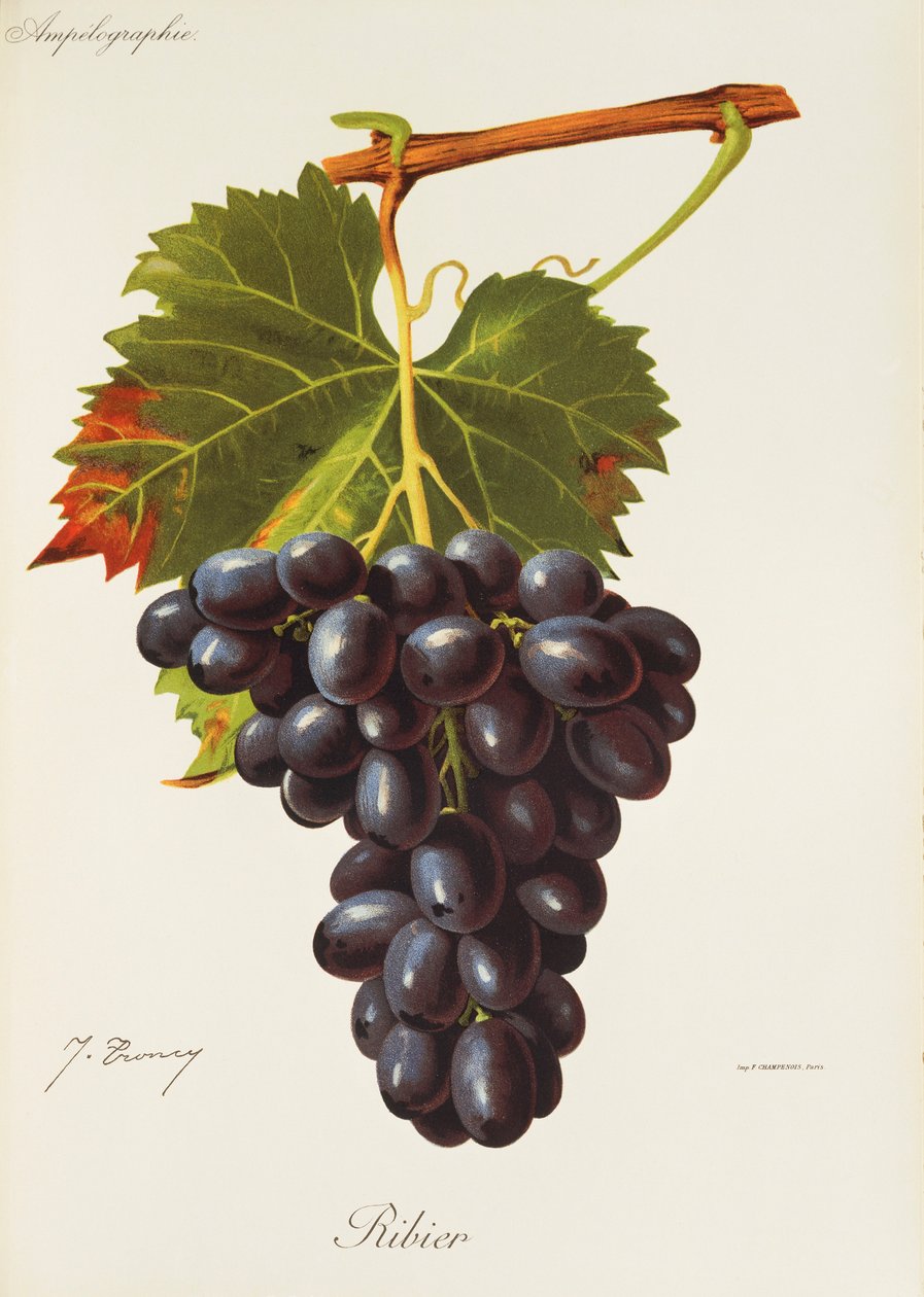 Uva Ribier di J. Troncy | Jules Troncy | Stampa d'arte