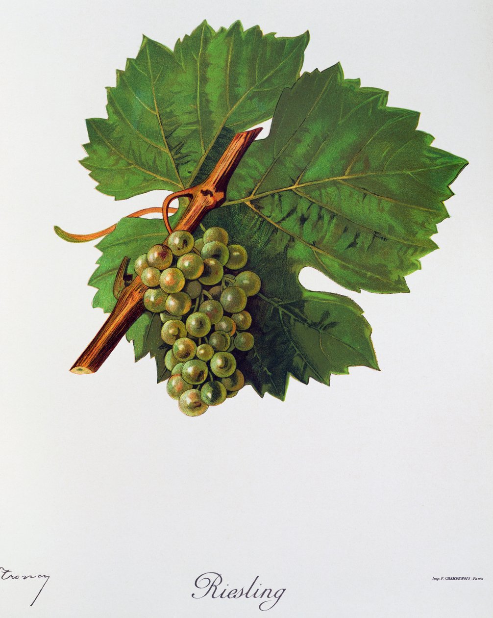 Uva Riesling da Ampelographie, Traité général de viticulture, vol II, di Pierre Viala e Victor Vermorel, Parigi da Jules Troncy