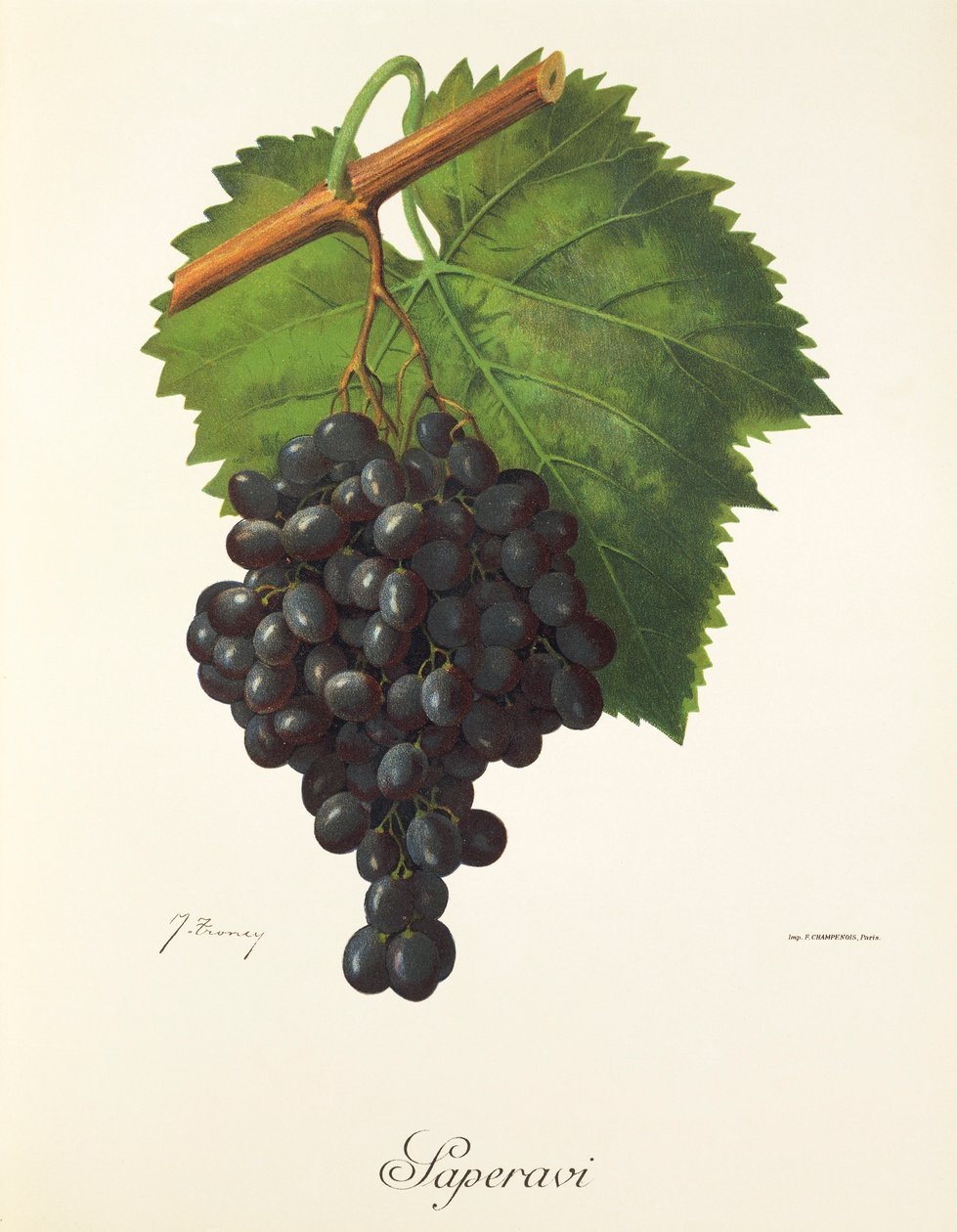 Uva Saperavi di J. Troncy da Jules Troncy