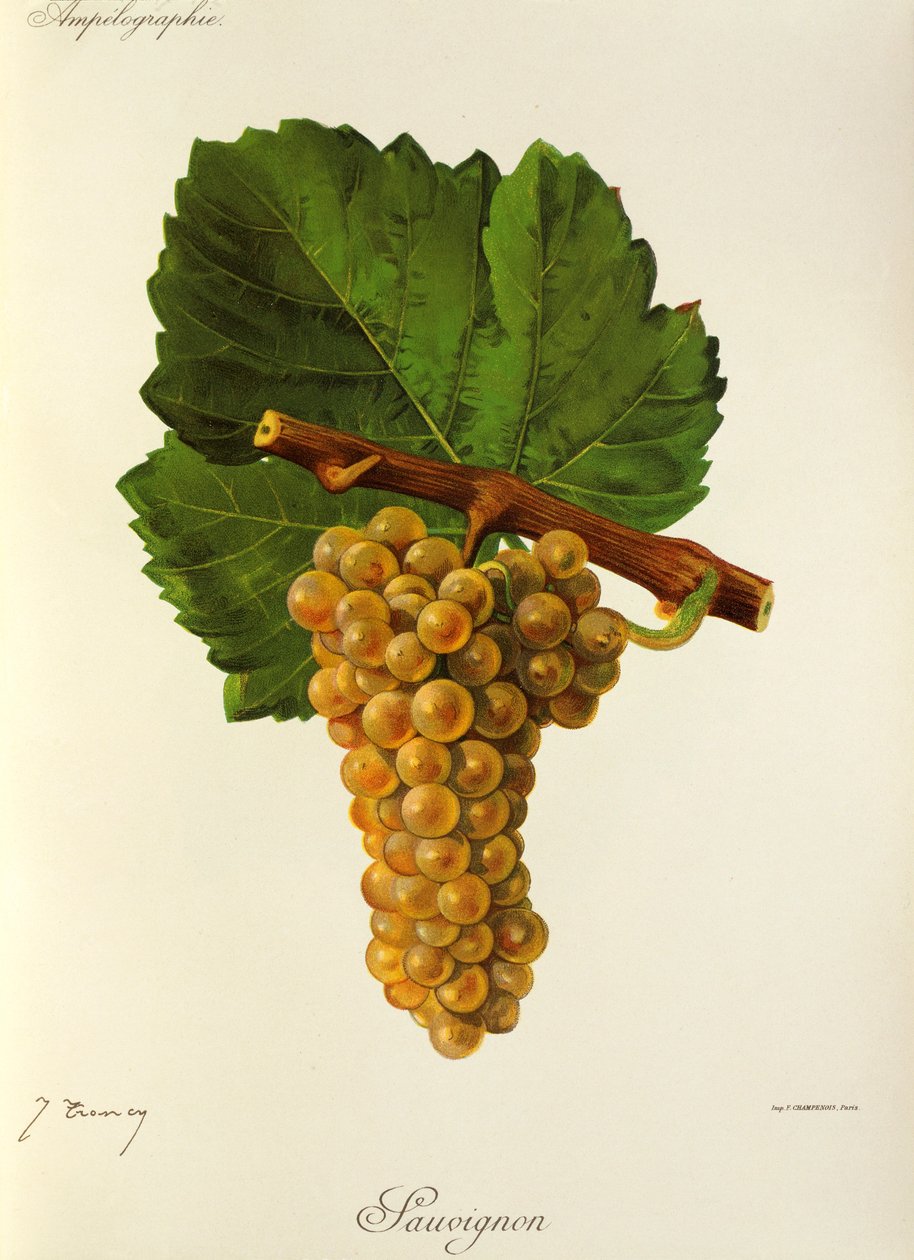 Uva Sauvignon di J. Troncy da Jules Troncy