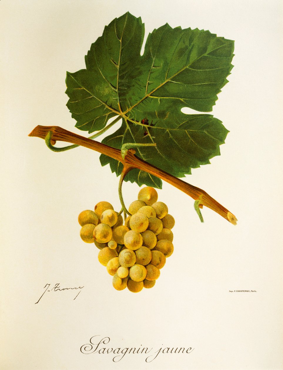 Uva Savagnin Jaune da Jules Troncy