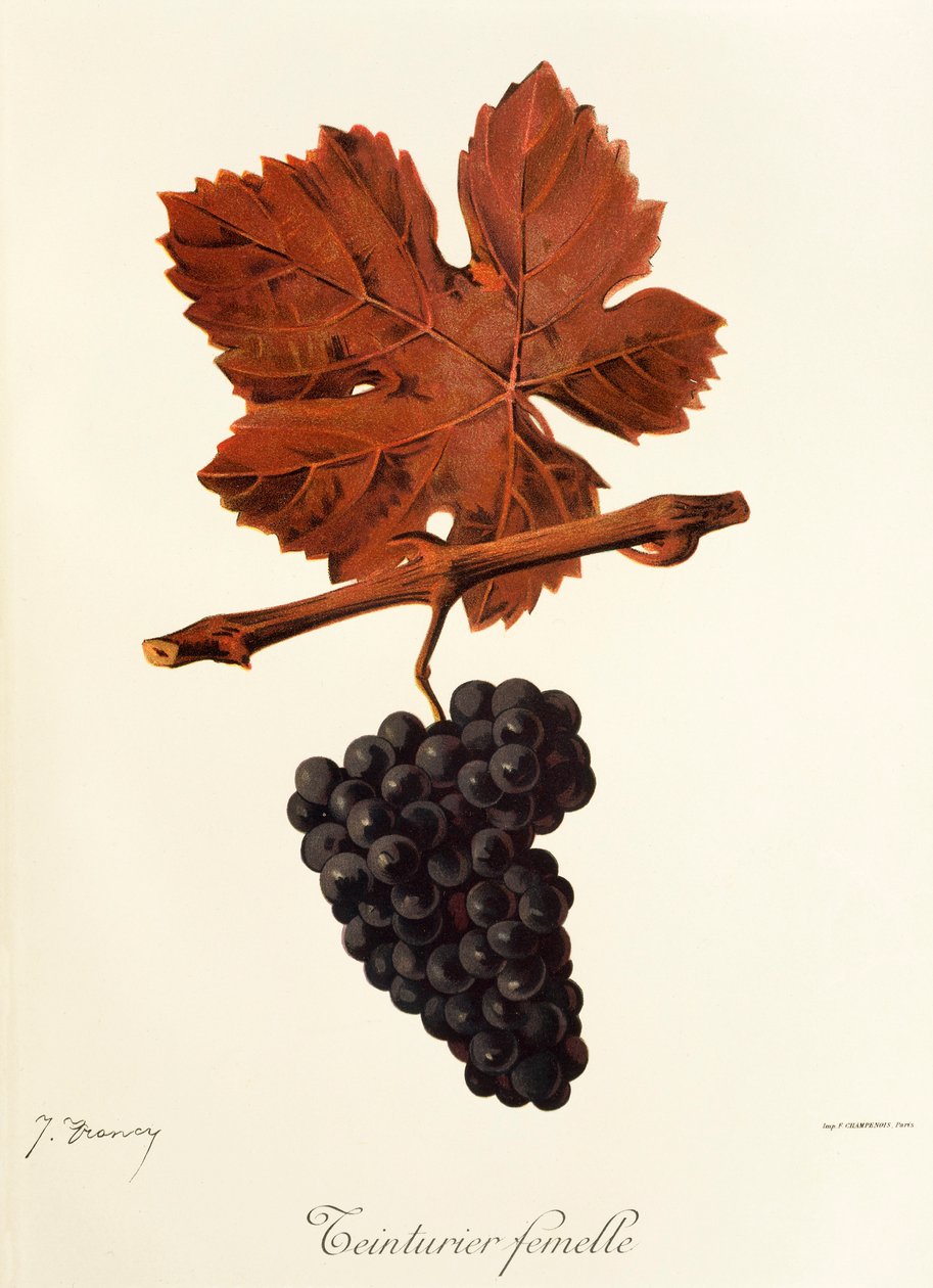 Teinturier Femelle da Jules Troncy