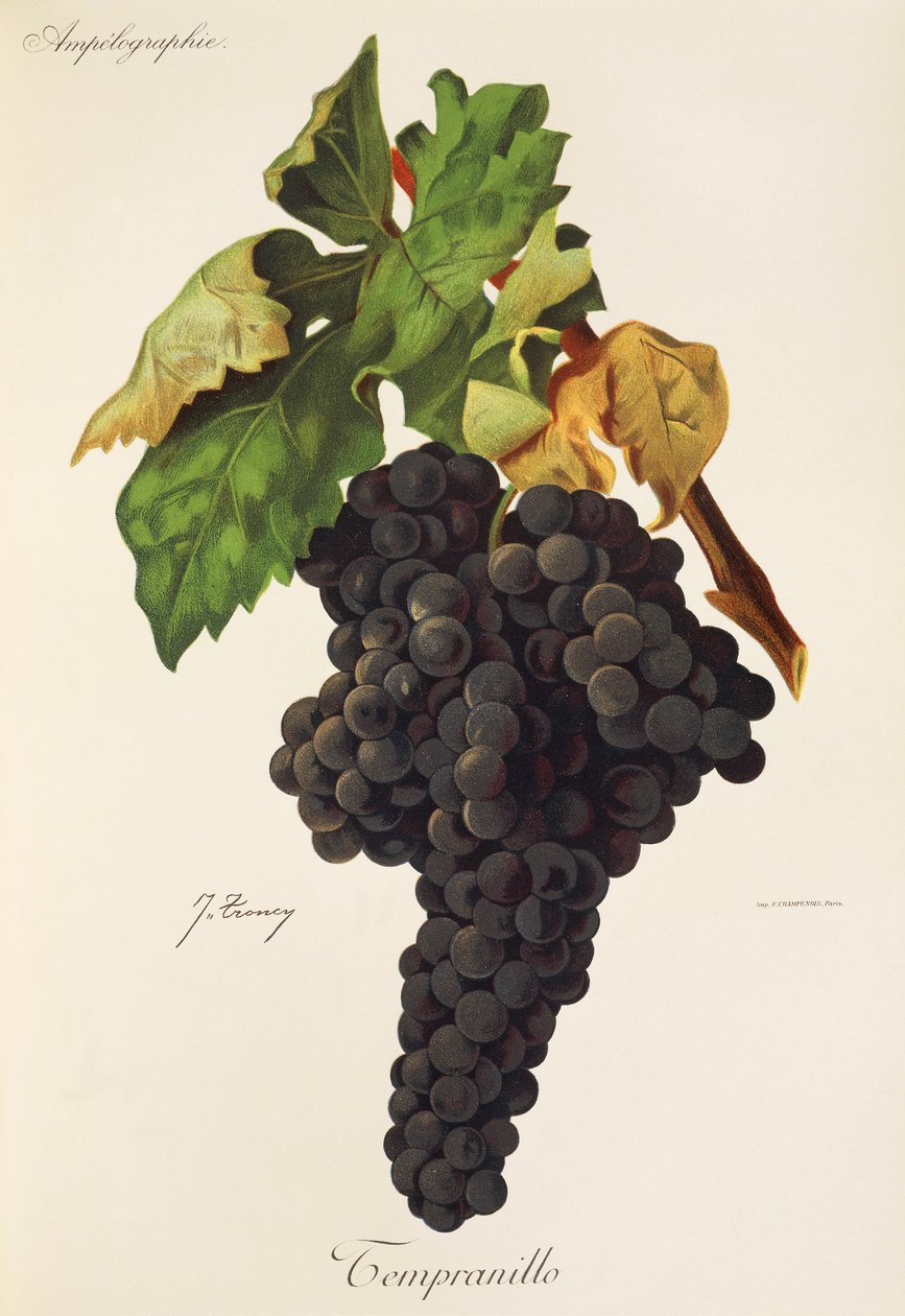 Uva Tempranillo da Jules Troncy