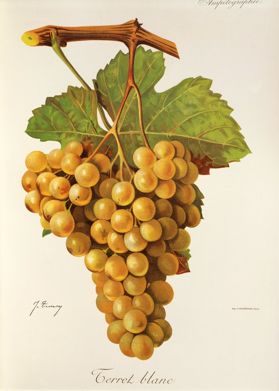 Uva Terret Blanc da Jules Troncy
