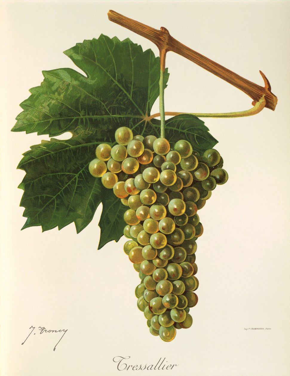Uva Tressallier da Jules Troncy