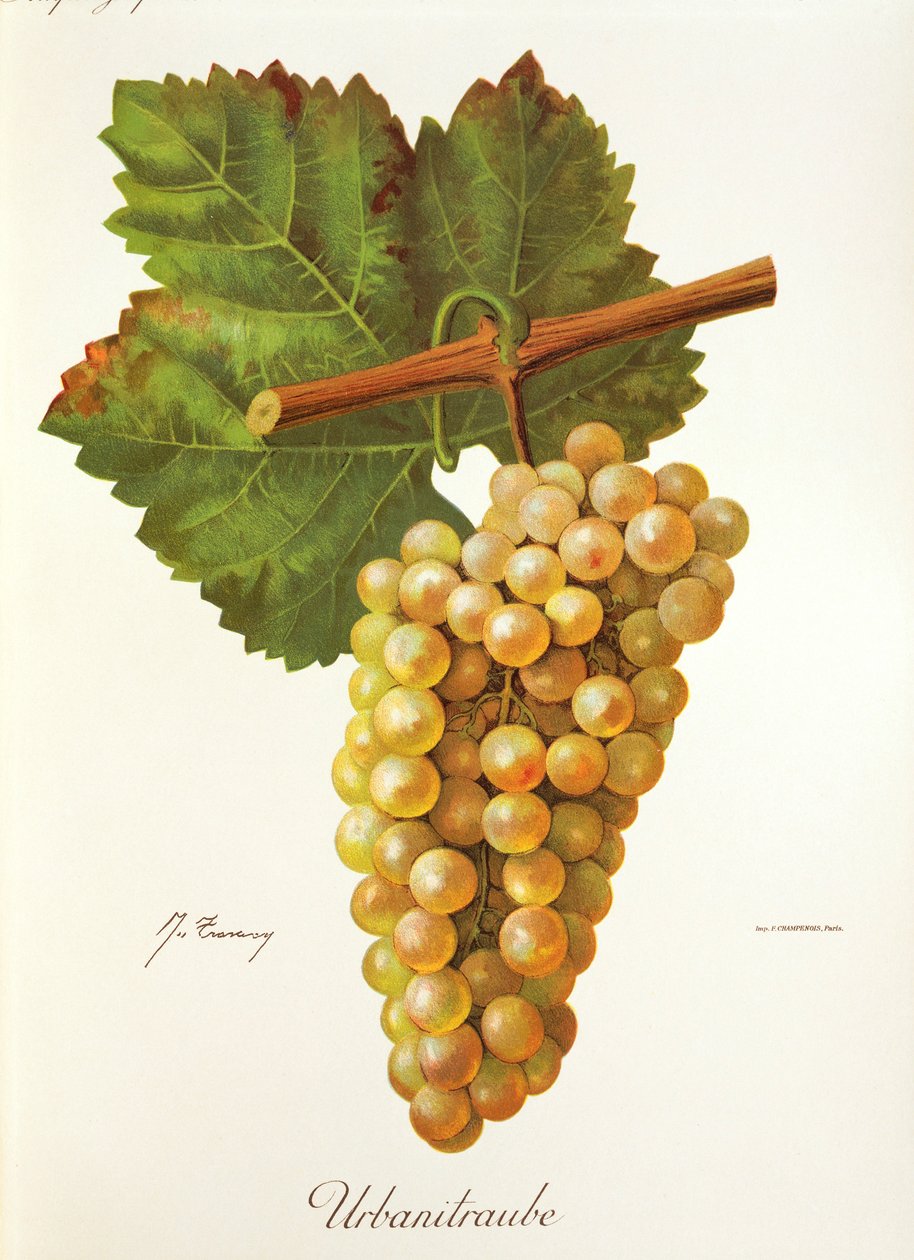 Uva Urbanitraube da Jules Troncy