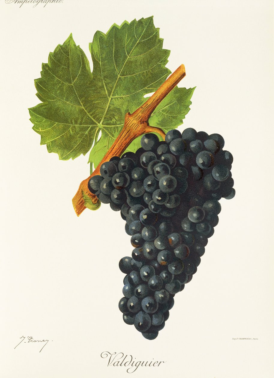 Uva Valdiguier da Jules Troncy
