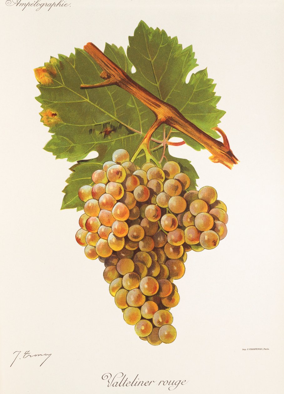 Valteliner Rouge da Jules Troncy