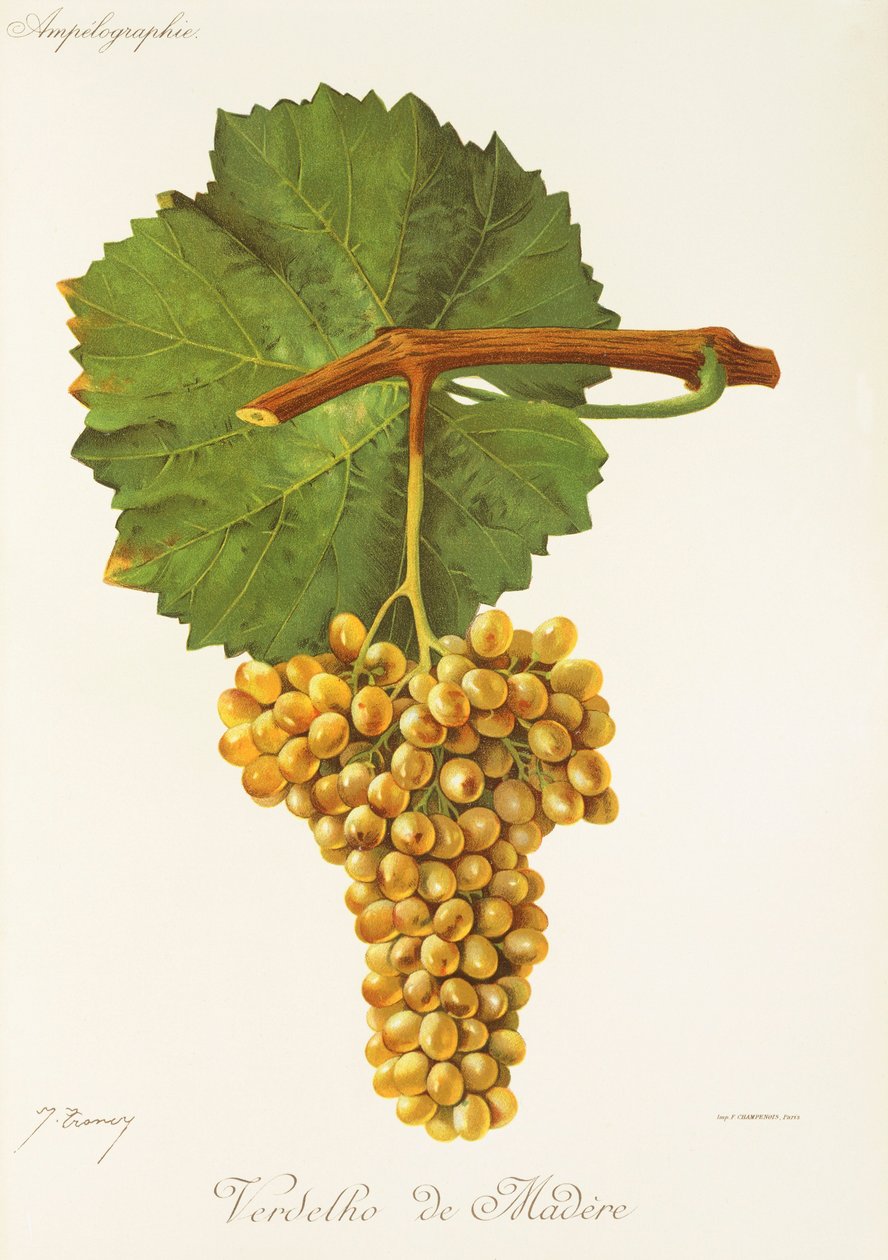 Uva Verdelho de Madere da Jules Troncy