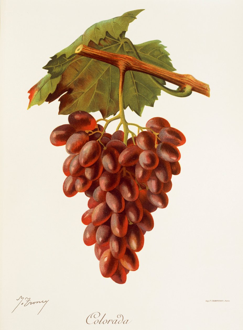 Uva Colourada da Jules Troncy