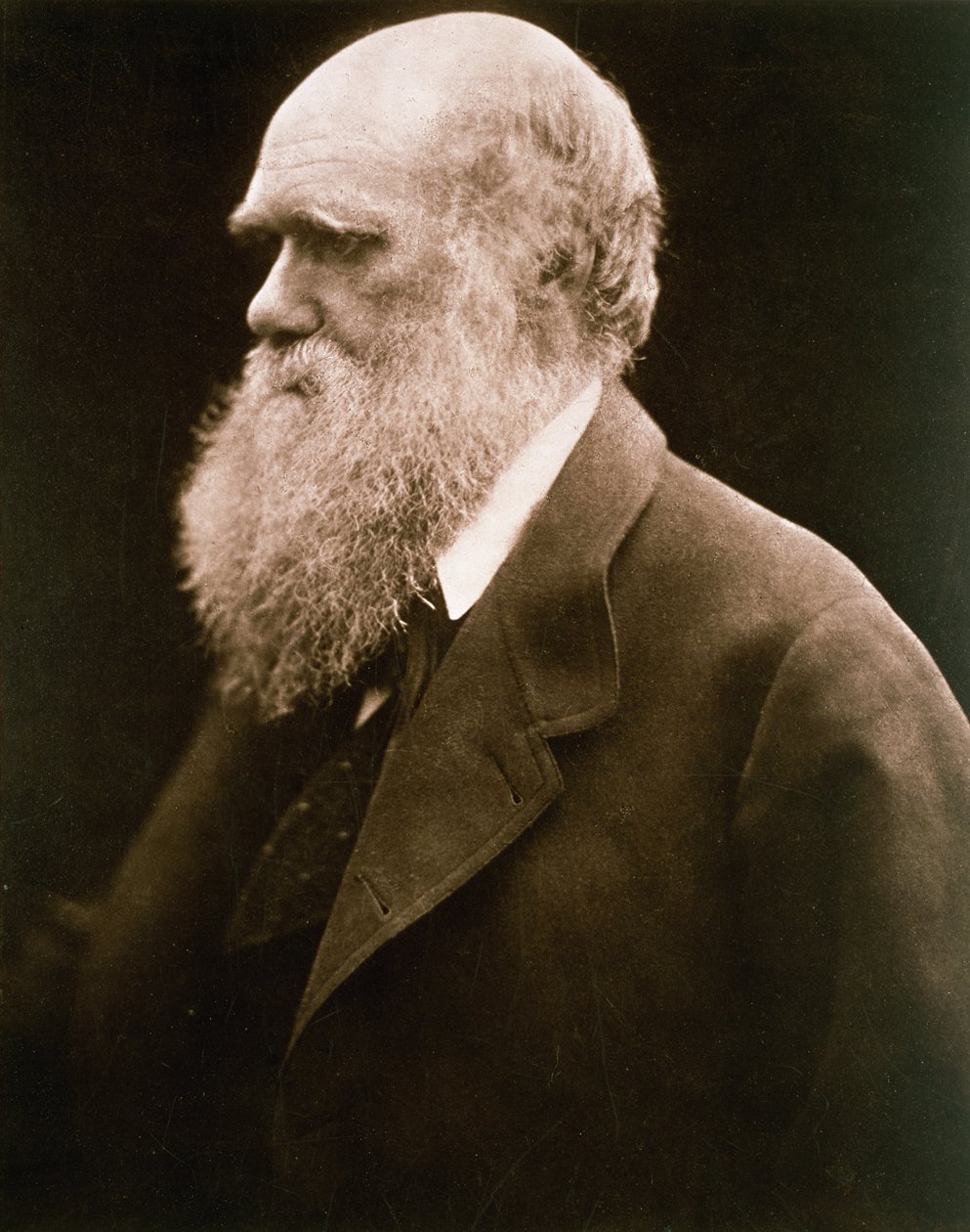 Charles Darwin, c.1870 da Julia Margaret Cameron