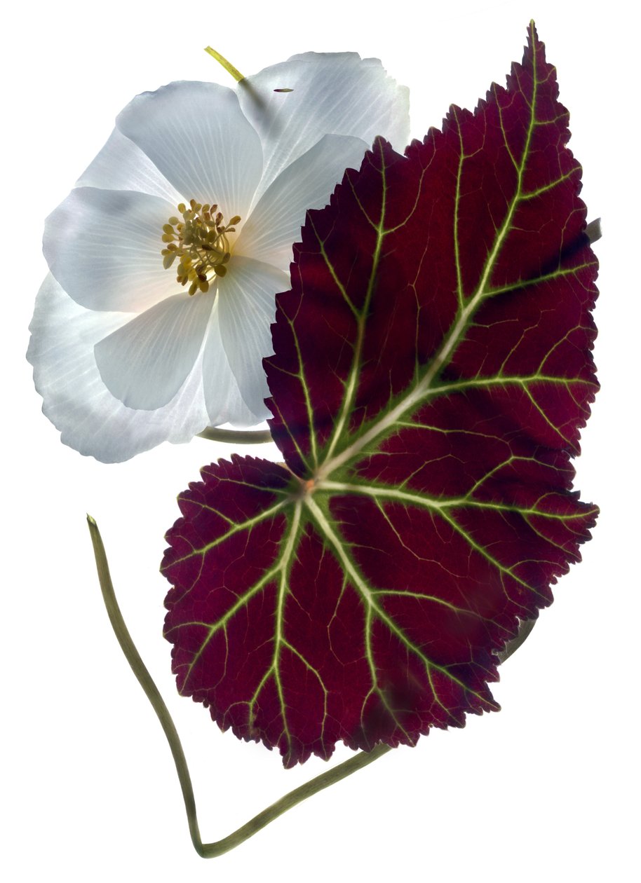 Begonia bianca da Julia McLemore