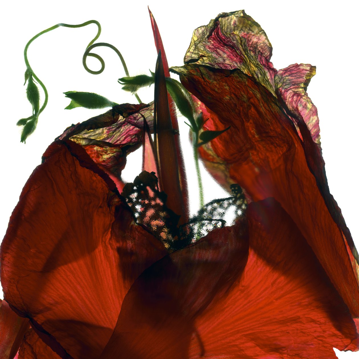 Morning Glory Canna Red da Julia McLemore