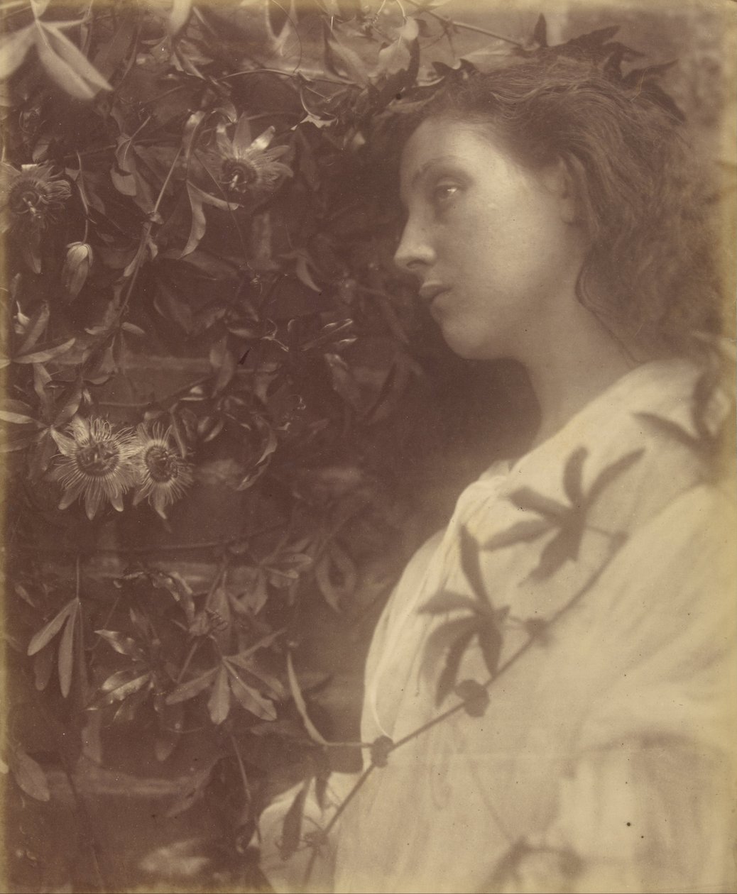 Maud è caduta una splendida lacrima dal fiore della passione al cancello da Julia Margaret Cameron