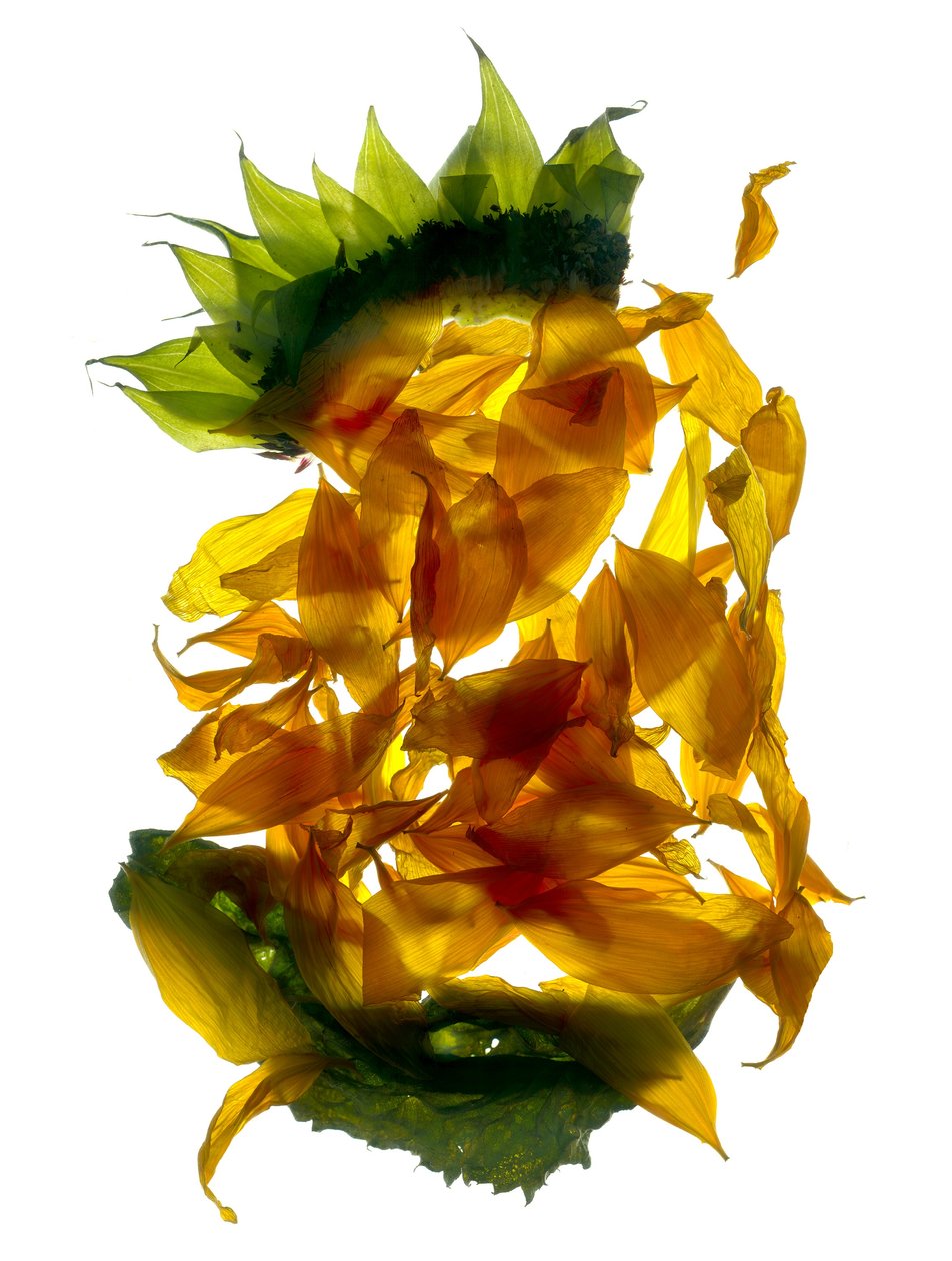 Chiquita Girasole da Julia McLemore
