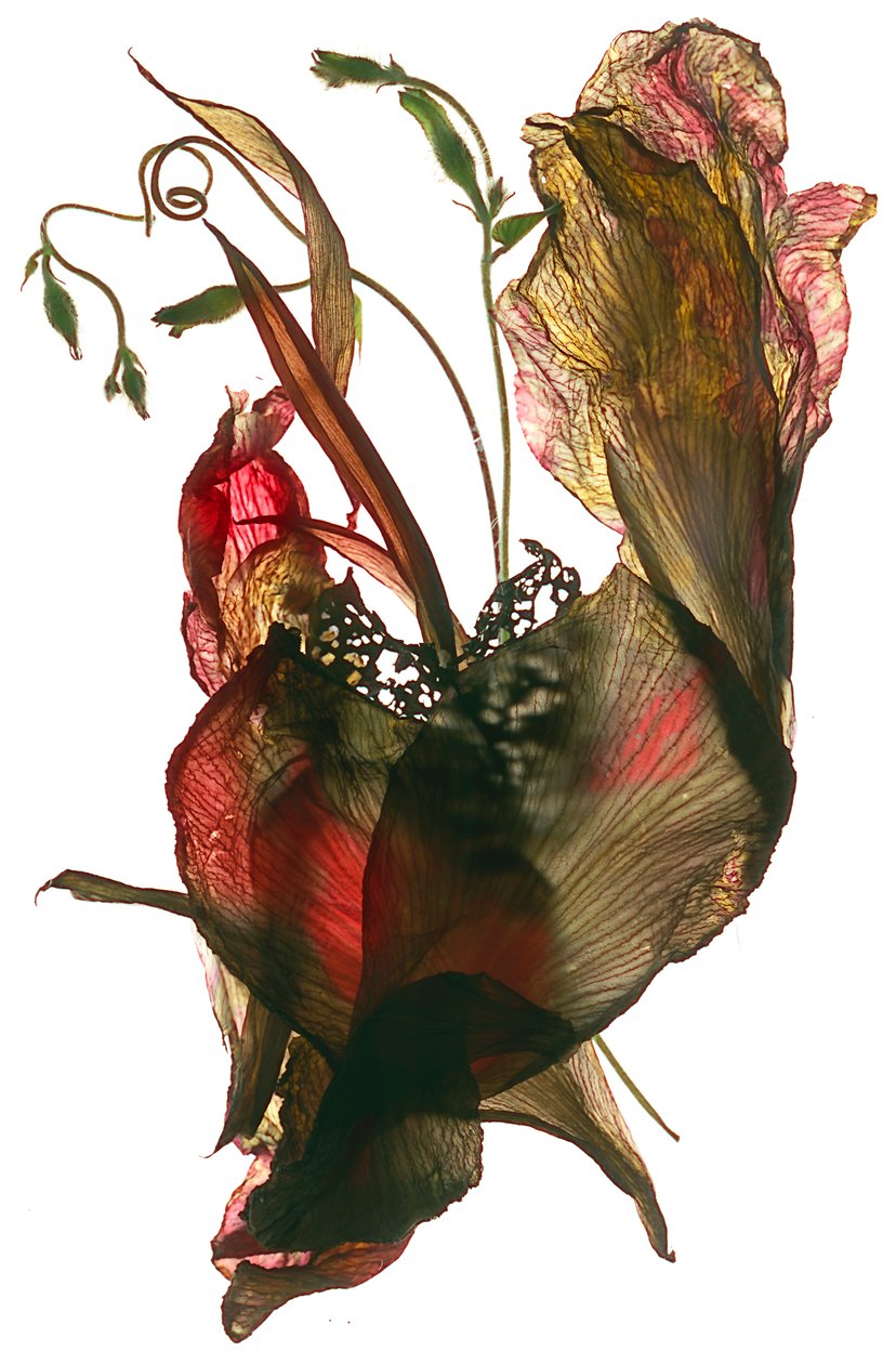 Morning Glory Canna Heart, 2012 da Julia McLemore