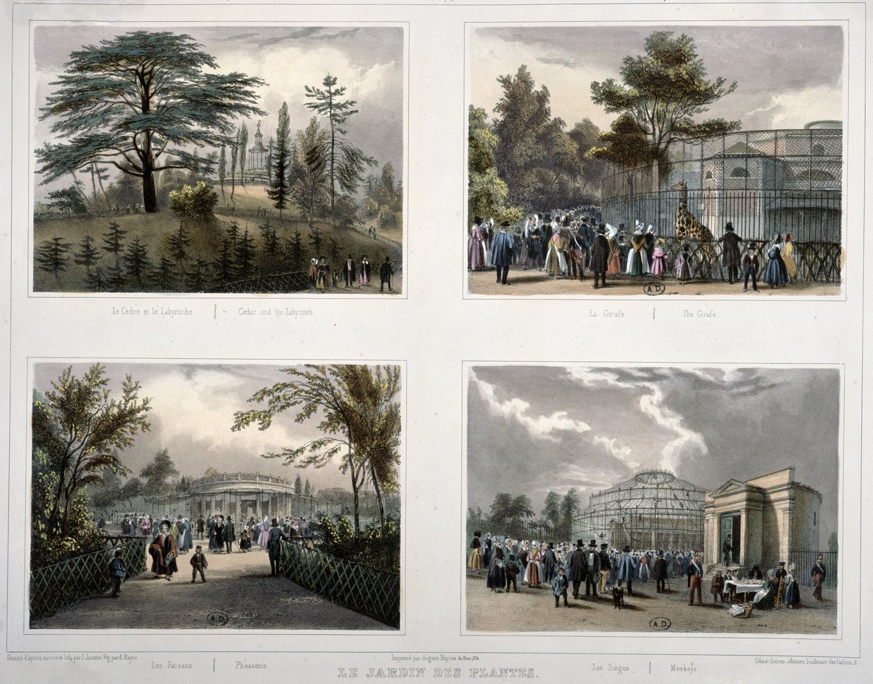 Il Jardin des Plantes a Parigi: Cedro e il labirinto, La giraffa, Fagiani, Scimmie da Jean Jacottet