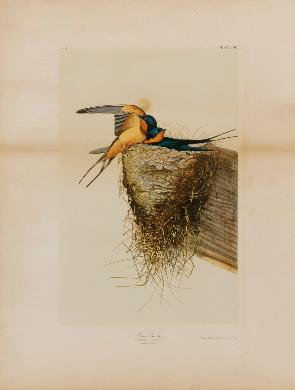 Rondine di fiume da Julius Bien