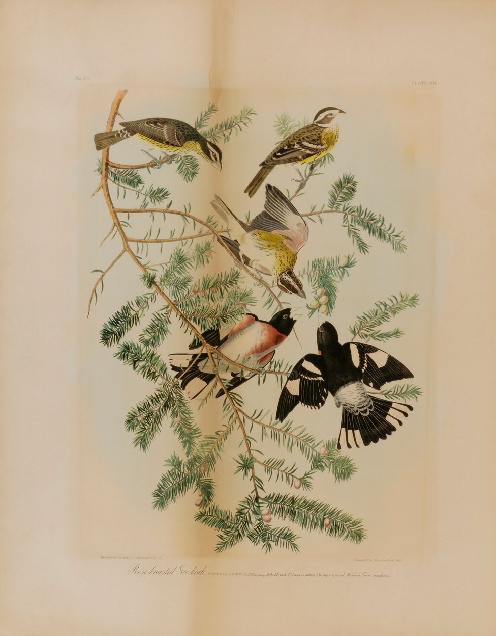 Sambuco roseo da Julius Bien