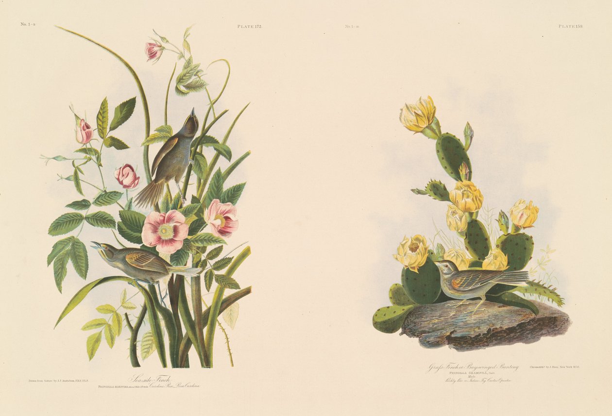Fringuello di Mare; e Fringuello di Grafs o Zigolo dalle Ali Bay da Julius Bien after John James Audubon