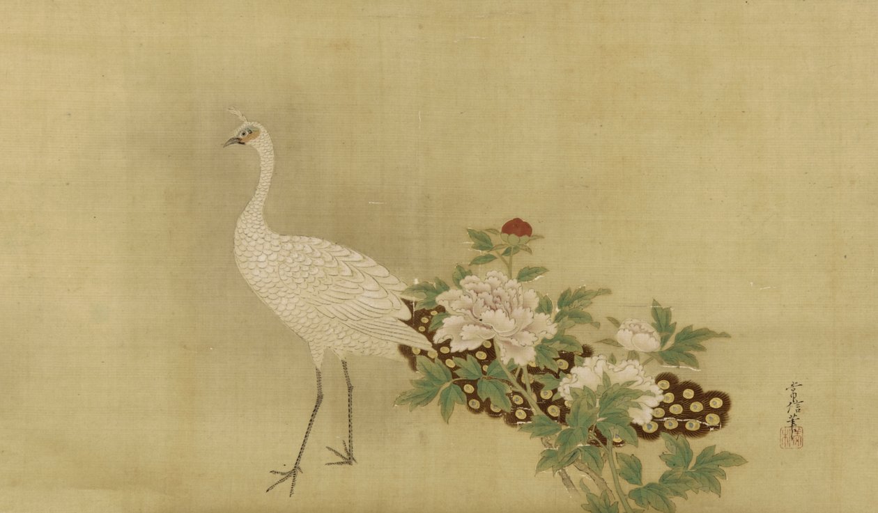Pavone bianco e peonie, periodo Edo, metà XVII-inizio XVIII secolo da Kano Tsunenobu