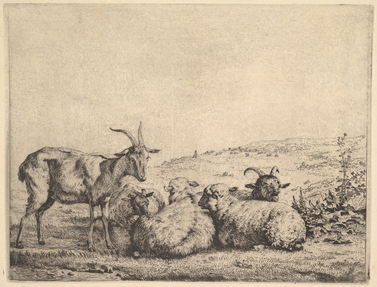 Due capre e tre pecore, 1655 da Karel Du Jardin