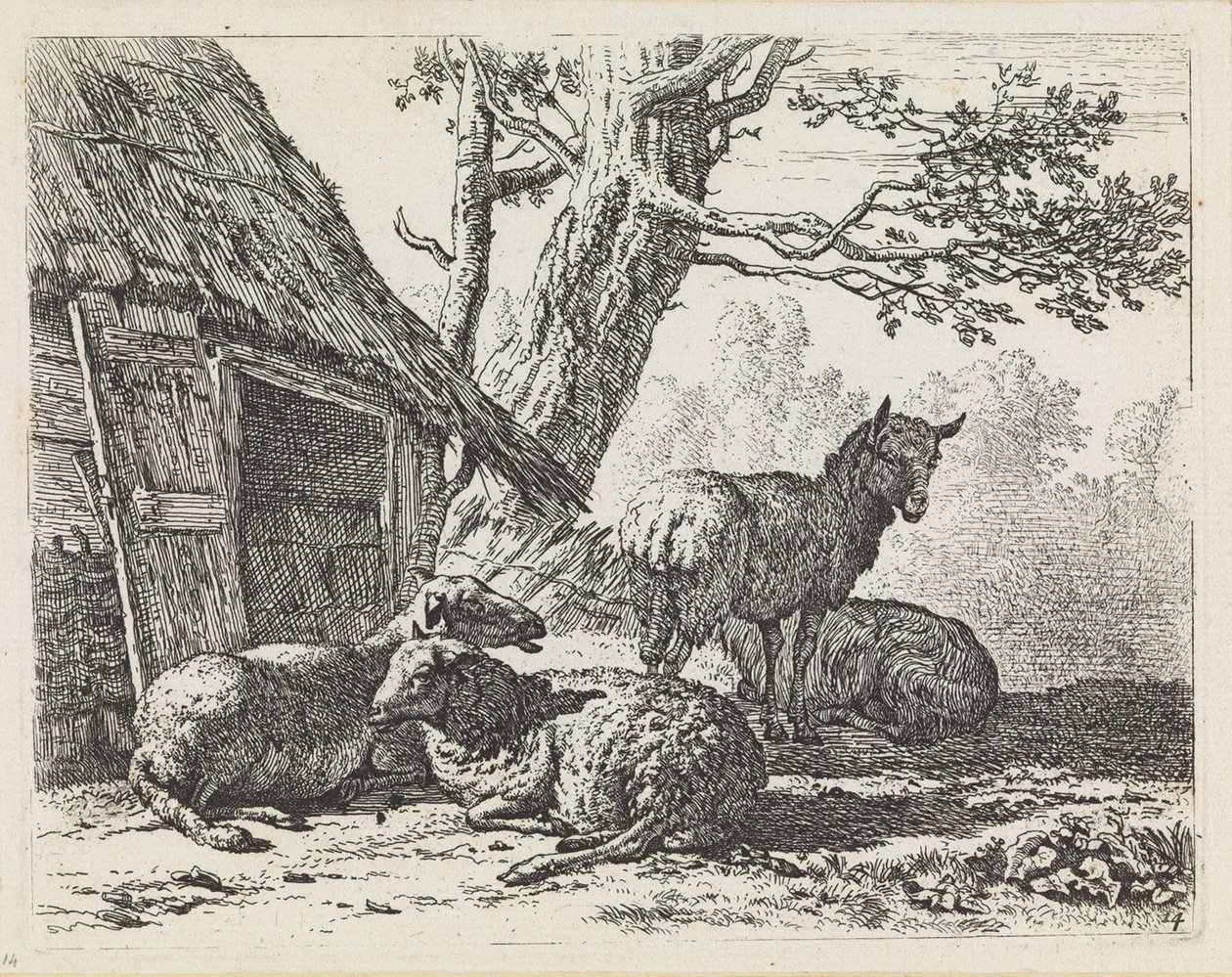 Quattro pecore da Karel Dujardin