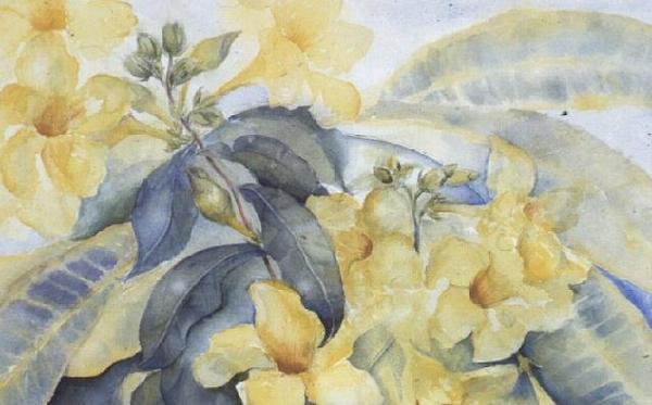 Alamanda o campanelle gialle da Karen Armitage