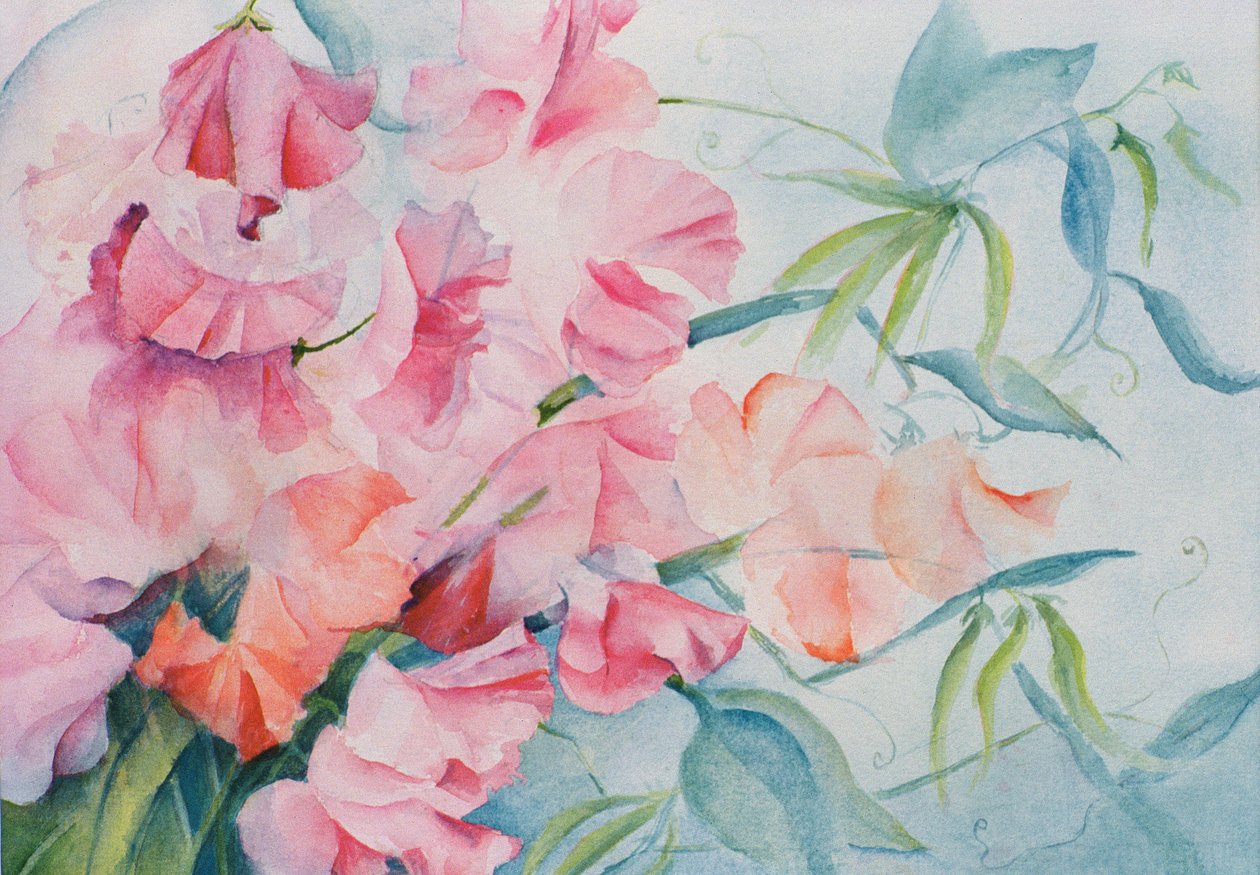 Lathyrus Odoratus, Pisello odoroso (orizzontale) da Karen Armitage