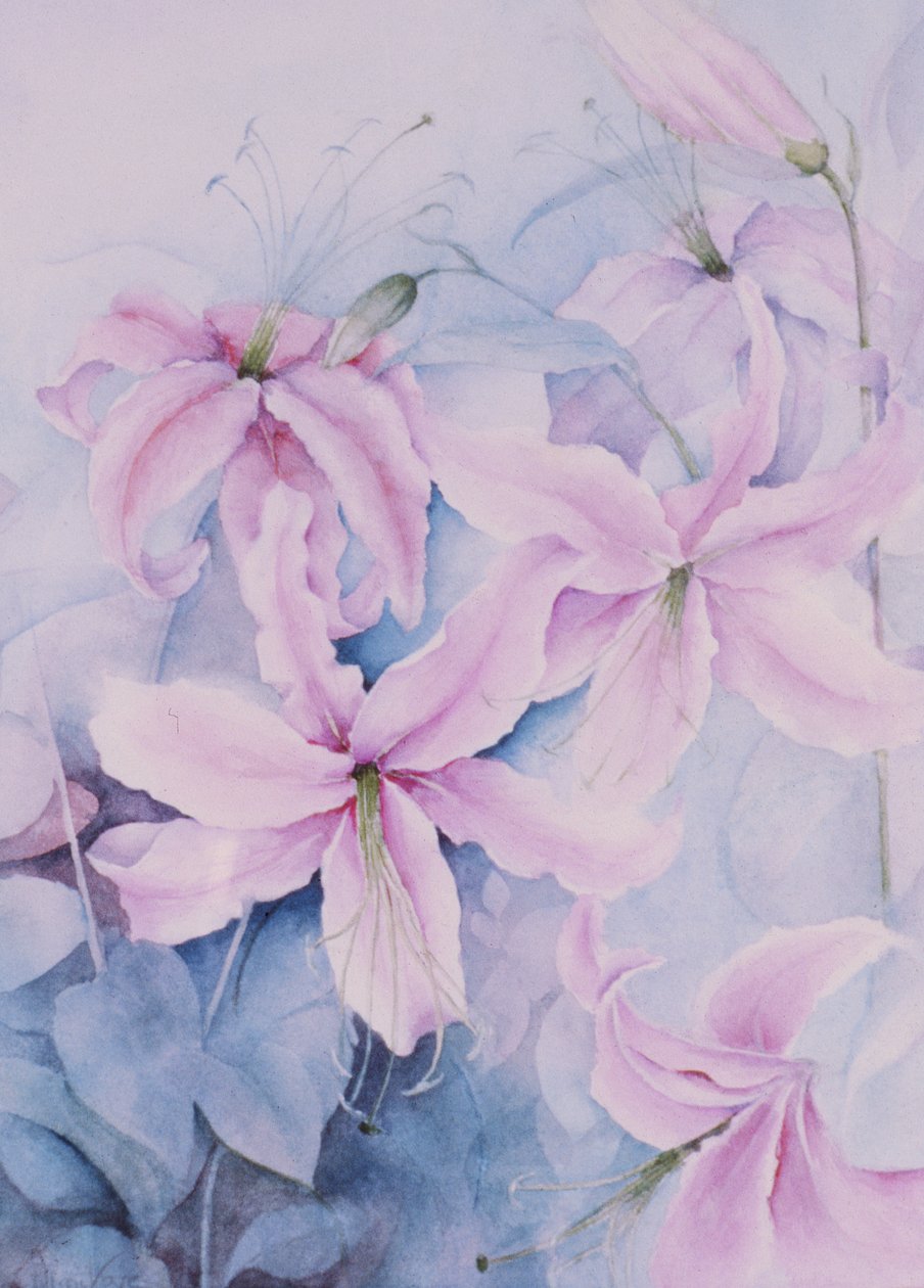 Gigli, Auratum rosa da Karen Armitage