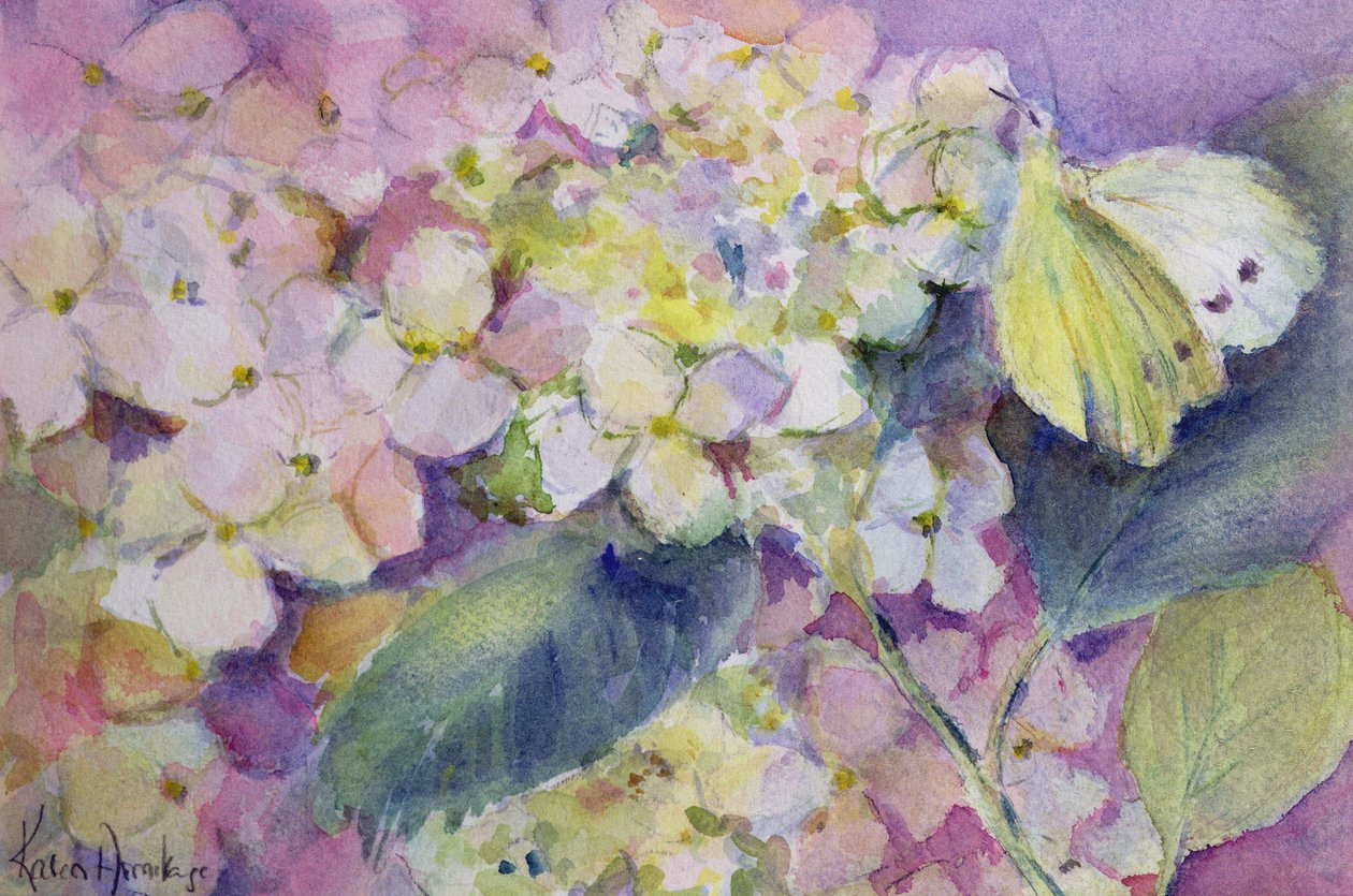 Farfalla gialla pallida, Colias Hyale su ortensia da Karen Armitage