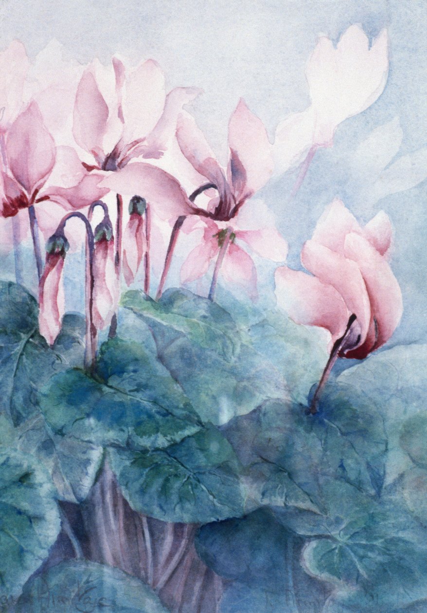 Ciclamino rosa Pseudibericum da Karen Armitage