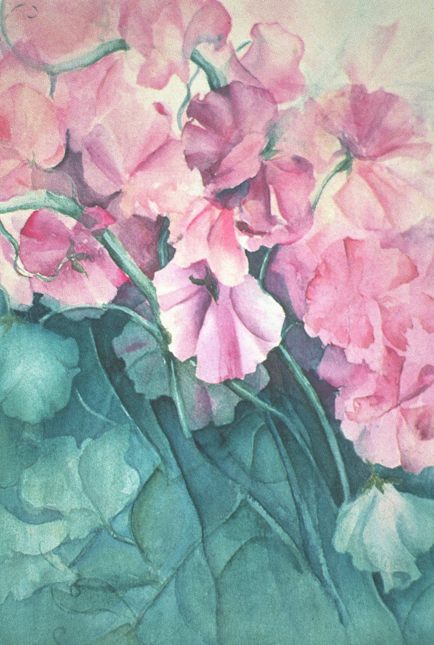 Piselli odorosi, Pink Pride (verticale) da Karen Armitage