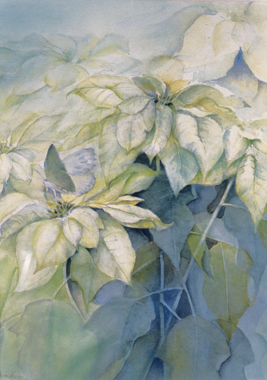 Stella di Natale bianca (verticale) da Karen Armitage