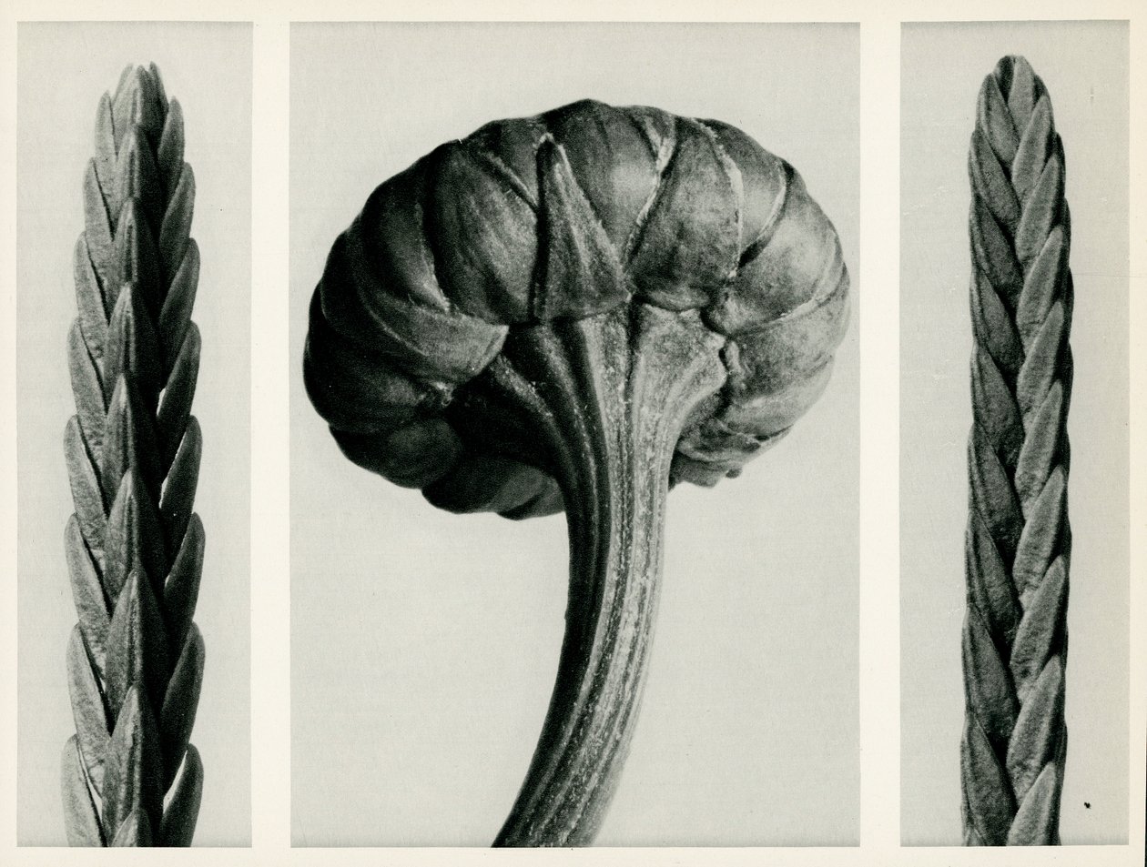 Cassiope Tetragona, 1929 da Karl Blossfeldt