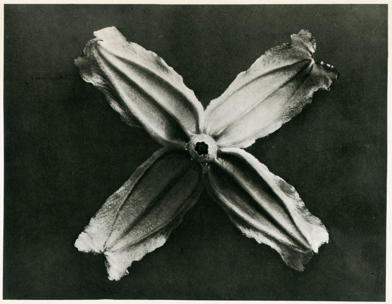 Clematis Integrifolia, 1929 da Karl Blossfeldt