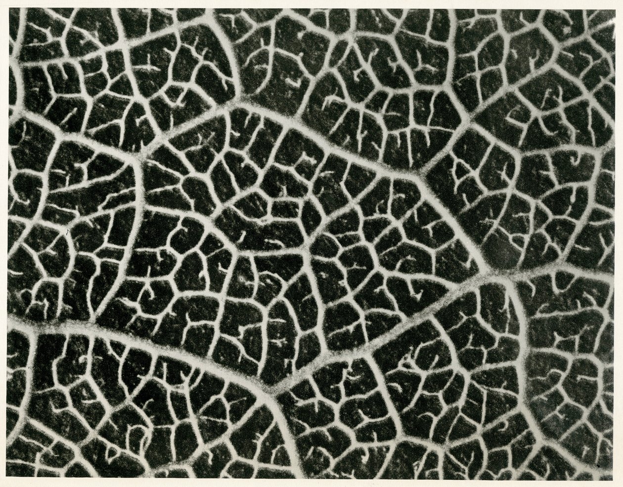Columbia Blatt, 1929 da Karl Blossfeldt