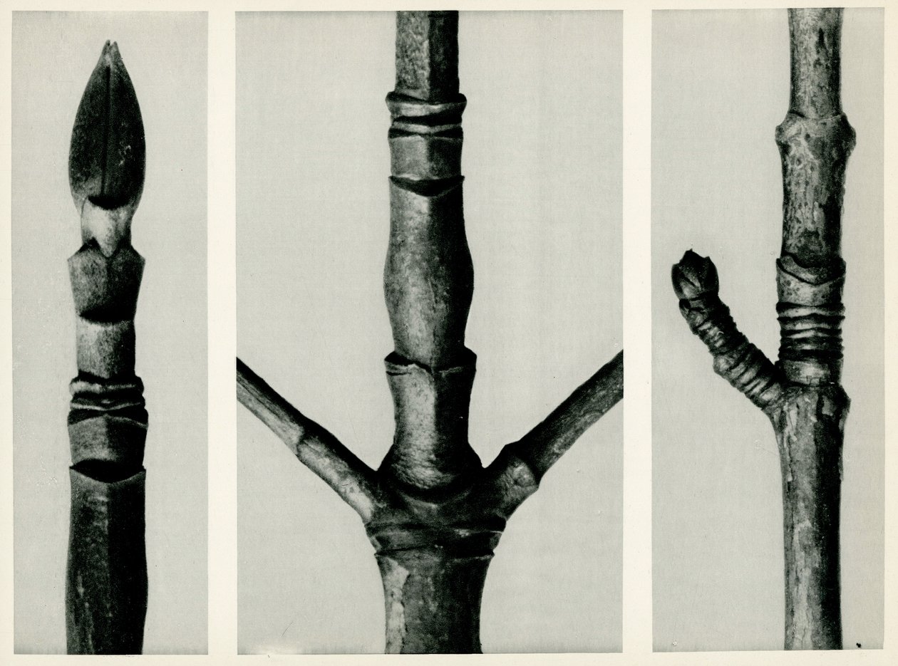 Cornus Nuttalli, 1929 da Karl Blossfeldt